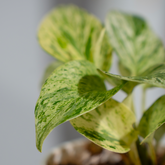 Money Plant Marble